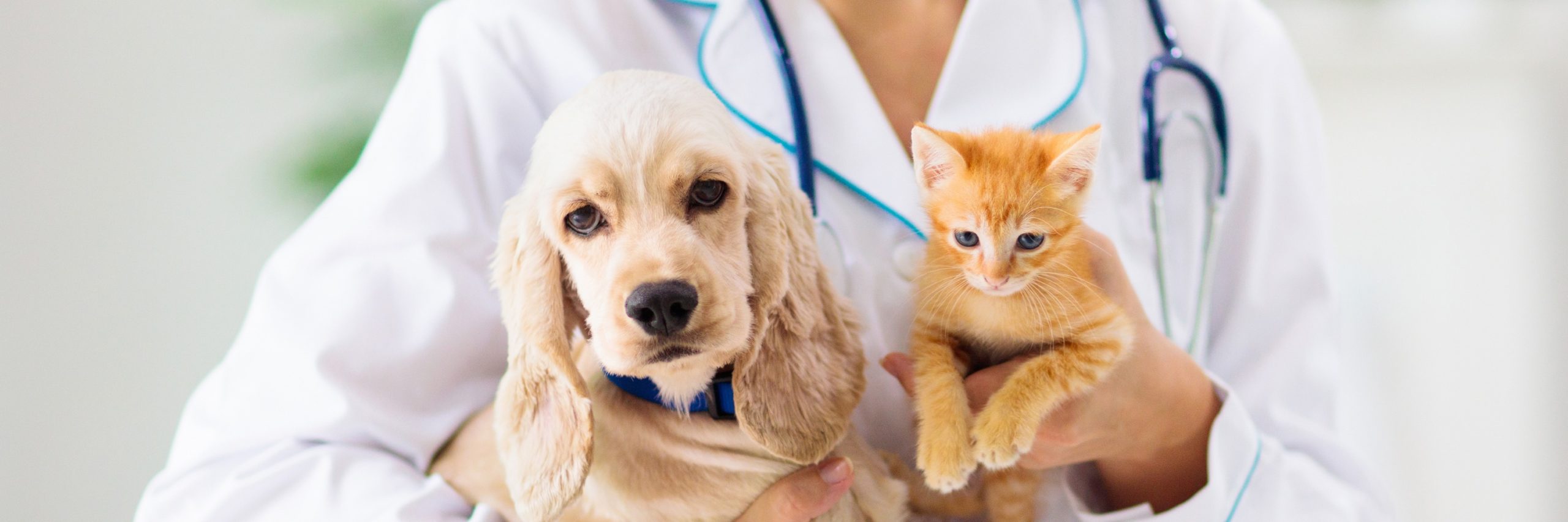 Assurance Mutuelle chien et chat Particulier