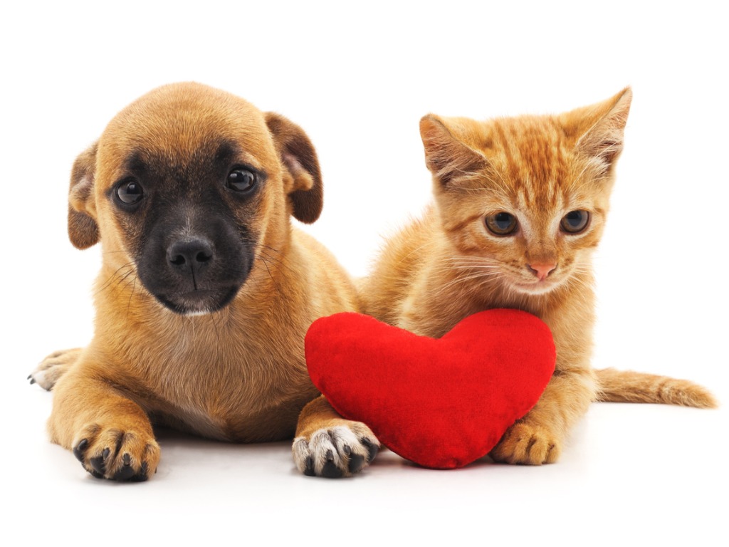 Assurance Mutuelle chien et chat Particulier